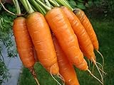 photo: You can buy 1,000+ Carrot Seeds- Scarlet Nantes Heirloom Variety online, best price $3.49 new 2024-2023 bestseller, review
