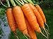 photo 1,000+ Carrot Seeds- Scarlet Nantes Heirloom Variety 2022-2021