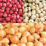 photo: buy Red,Yellow,White or Mix Onion Sets (40 bulbs) Garden Vegetable(Red) online, best price $5.35 new 2022-2021 bestseller, review