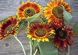 photo: You can buy Sweet Yards Seed Co. Autumn Beauty Sunflower Seeds – Extra Large Packet – Over 1,400 Open Pollinated Non-GMO Wildflower Seeds – Helianthus annus – Beautiful Shades of Gold, Bronze, Yellow, and Purple online, best price $7.97 new 2024-2023 bestseller, review