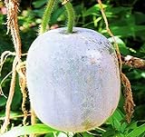 photo: You can buy MOCCUROD 25Pcs Wax Gourd Seeds Hair Skin Gourd Seeds Fuzzy Melon Vegetable Seeds online, best price $7.99 ($0.32 / Count) new 2024-2023 bestseller, review