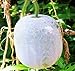 photo MOCCUROD 25Pcs Wax Gourd Seeds Hair Skin Gourd Seeds Fuzzy Melon Vegetable Seeds 2024-2023