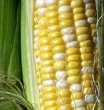 photo: You can buy Peaches and Cream Sweet Corn Seeds 1/2 lb online, best price $24.97 new 2024-2023 bestseller, review