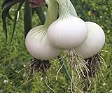 photo: You can buy Seeds Onion White Queen Giant Heirloom Vegetable for Planting Non GMO online, best price $7.99 new 2024-2023 bestseller, review