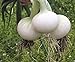 photo Seeds Onion White Queen Giant Heirloom Vegetable for Planting Non GMO 2024-2023