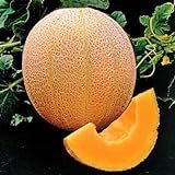 photo: You can buy Park Seed Hale's Best Organic Melon Seeds Delicious Cantaloupe Certified Organic Thick Flesh, Sweet Juicy Flavor, Pack of 20 Seeds online, best price $7.95 ($0.40 / Count) new 2024-2023 bestseller, review