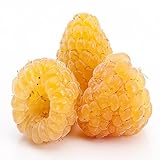 photo: You can buy Golden Raspberry - 5 Golden Raspberry Plants - Everbearing - Organic Grown online, best price $49.95 new 2024-2023 bestseller, review