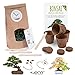 foto Bonsai Kit incl. eBook GRATUITO - Set con macetas de coco, semillas y tierra - idea de regalo sostenible para los amantes de las plantas (Pino Piñonero + Árbol del Ámbar) 2024-2023