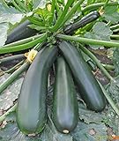 photo: You can buy Seeds Squash Zucchini Light Green Heirloom Vegetable for Planting Non GMO online, best price $8.99 new 2024-2023 bestseller, review
