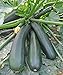 photo Seeds Squash Zucchini Light Green Heirloom Vegetable for Planting Non GMO 2024-2023