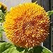 foto Somerway Semillas de girasol 25 uds. de semillas de girasol amarillo, semillas de flores para plantar semillas de flores perennes para exteriores, semillas de flores de jardín para patio Amarillo 2024-2023