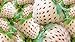 photo White Strawberry Seeds - 200+ Seeds - White Pineberry Seeds - Made in USA, Ships from Iowa. 2023-2022