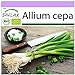 foto SAFLAX - Ecológico - Cebolla de primavera - Cebolla de Lisboa blanca - 150 semillas - Allium cepa 2024-2023