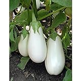photo: You can buy White Star Eggplant Seeds(Hybrid) Seeds (40 Seed Pack) online, best price $4.69 ($0.12 / Count) new 2024-2023 bestseller, review