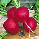 photo: You can buy Radish Seed, Champion, Heirloom, Non GMO, 100 Seeds, Perfect Radishes online, best price $2.99 ($2.99 / Count) new 2024-2023 bestseller, review