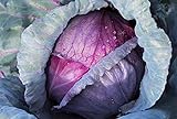 photo: You can buy Cabbage, Red Acre Seeds, Non-GMO, 25+ Seeds per Package, This Hardy, Healthy and Delicious Crop is Easy to Grow and Ideal for Small and Large Gardens . Jacobs Ladder Ent. online, best price $1.79 ($1.79 / Count) new 2024-2023 bestseller, review