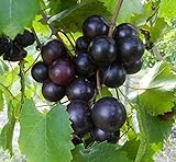 photo: You can buy 15 Seeds of Purple Black Muscadine Grape online, best price $15.99 new 2024-2023 bestseller, review