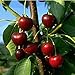 foto Obstbaum Kirsche Kirschbaum Busch Form rot große schwarze Knorpelkirsche Süßkirsche 120-160 cm - hochwertige Baumschul Qualität direkt vom Fachhändler 2022-2021