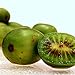 photo Hardy Kiwi Seeds (Actinidia arguta) 20+ Rare Cold-Tolerant Tropical Fruit Seeds in FROZEN SEED CAPSULES for The Gardener & Rare Seeds Collector - Plant Seeds Now or Save Seeds for Years 2024-2023