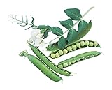 photo: You can buy Burpee Garden Sweet Pea Seeds 200 seeds online, best price $6.10 new 2024-2023 bestseller, review