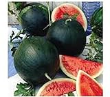 photo: You can buy Watermelon, Black Diamond, Heirloom, 25 Seeds, Super Sweet Round Melon online, best price $1.99 ($0.08 / Count) new 2024-2023 bestseller, review