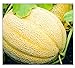 photo 50 Hales Best Jumbo Cantaloupe | Non-GMO | Fresh Garden Seeds 2024-2023