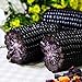 photo Lot de 10 graines de maïs noir pour plantes, fruits, légumes, jardin, ferme, plantes nutritives – Graines de maïs 2024-2023