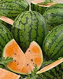 photo: You can buy David's Garden Seeds Fruit Watermelon Tendersweet Orange 1342 (Orange) 50 Non-GMO, Heirloom Seeds online, best price $3.45 new 2024-2023 bestseller, review