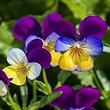 photo: You can buy Outsidepride Viola Johnny Jump Up Plant Flower - 5000 Seeds online, best price $6.49 ($0.00 / Count) new 2024-2023 bestseller, review