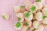 foto: jetzt Ananas-Erdbeere 10 Samen, weiße Erdbeere Samen (Strawberry White) Online, bester Preis 1,99 € neu 2024-2023 Bestseller, Rezension