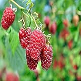 photo: You can buy Carolina Raspberry - 5 Red Raspberry Plants - Everbearing - Organic Grown - online, best price $49.95 new 2024-2023 bestseller, review