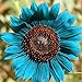 foto 50 Stück Sonnenblumenkerne zum Pflanzen, Pflanzen im Frühling Sonnenschein bevorzugen blaue Blume Umweltfreundliche Sonnenblumenkerne für Küche, Garten und Balkon – Sonnenblumenkerne 2023-2022