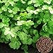foto Voldrew Semillas de cilantro, 50pcs Semillas de cilantro No-GMO Anual anual de hierbas rápidas de crecimiento rápido para exteriores Semillas 2024-2023
