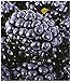 foto BALDUR Garten Brombeeren 'Big Max XXL'®, 1 Pflanze, Rubus fruticosus 2024-2023