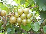 photo: You can buy Pixies Gardens Tara Muscadine Grape Vine Shrub Live Fruit Plant for Planting - Bronze Colored Quality Fruit On Fast Growing (1 Gallon - Set of 2 Potted) online, best price $54.99 ($27.50 / Count) new 2024-2023 bestseller, review