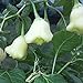 foto GemüseSamen20Pcs/Bag weiße Glocken Chili Samen natürliche essbare Pflanzen frische lebensfähige Bonsai Pfeffer Samenlinge für Veranda - Pfeffer Samen # 2024-2023