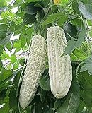 photo: You can buy Bitter Melon Bitter Squash Balsam Pear Bitter Gourd Seeds 10PCS Non GMO (White) online, best price $9.99 new 2024-2023 bestseller, review