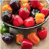 photo: You can buy Mini Belle Mix Sweet Peppers Seeds (20+ Seeds) | Non GMO | Vegetable Fruit Herb Flower Seeds for Planting | Home Garden Greenhouse Pack online, best price $3.69 ($0.18 / Count) new 2024-2023 bestseller, review