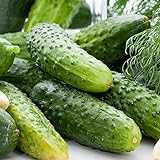 photo: You can buy David's Garden Seeds Cucumber Pickling Boston FBA 1004 (Green) 50 Non-GMO, Heirloom Seeds online, best price $5.95 new 2024-2023 bestseller, review