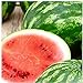 photo 25 Cal Sweet Watermelon Seeds | Non-GMO | Heirloom | Instant Latch Garden Seeds 2022-2021