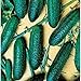 photo Cool Breeze Cucumbers Seeds (20+ Seeds) | Non GMO | Vegetable Fruit Herb Flower Seeds for Planting | Home Garden Greenhouse Pack 2024-2023