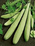 photo: You can buy David's Garden Seeds Cucumber Slicing Armenian Yard Long 9184 (Green) 25 Non-GMO, Heirloom Seeds online, best price $4.45 new 2024-2023 bestseller, review