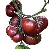 foto: jetzt Tomate - Black Krim 10 Samen -Super süße dunkle Fleischtomate- Online, bester Preis 2,49 € neu 2024-2023 Bestseller, Rezension