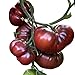foto Tomate - Black Krim 10 Samen -Super süße dunkle Fleischtomate- 2022-2021