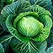 photo Cabbage Seeds Heirloom (Golden Acre) (45 Seeds) 2022-2021