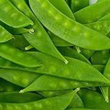 photo: You can buy Mammoth Melting Sugar Pod Snow Pea Garden Seeds - 1 Lbs ~1,800 Seeds - Non-GMO, Heirloom Vegetable Gardening & Microgreens Seeds online, best price $16.15 ($0.01 / Count) new 2024-2023 bestseller, review