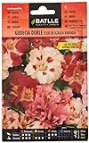foto: comprar Godecia doble flor de Azalea vda. on-line, mejor precio 1,88 € nuevo 2024-2023 éxito de ventas, revisión