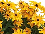 photo: You can buy Black Eyed Susan Seeds - Rudbeckia Hirta - Attracts Butterflies Non GMO 10,000 Seeds online, best price $4.48 new 2024-2023 bestseller, review