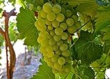 photo: You can buy Heirloom 50 Seeds Green Grape Fruit Vine Vitis Vinifera Seeds online, best price $3.00 new 2024-2023 bestseller, review