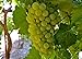 photo Heirloom 50 Seeds Green Grape Fruit Vine Vitis Vinifera Seeds 2023-2022